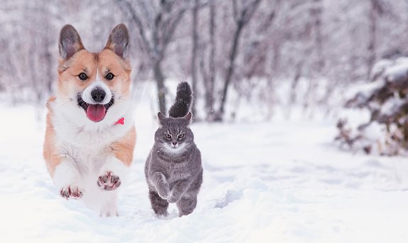 Zima, Vánoce a domácí mazlíčci. Víte, na co se připravit? 