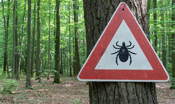 Jak se chránit před klíšťaty? Kontrolujte hladinu B vitaminů