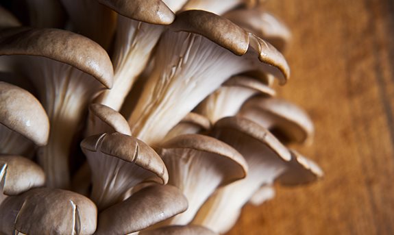 Hlíva ústřičná – báječná chuť plná skvělých látek