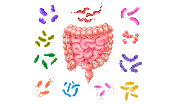 Bakterie v těle: jaká je jejich úloha? 