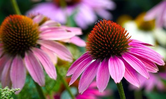 Kráska zvaná echinacea aneb zázrak na imunitu