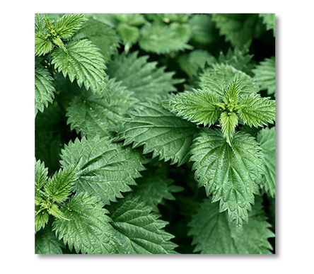 product_detail_kopriva_prostenal.png