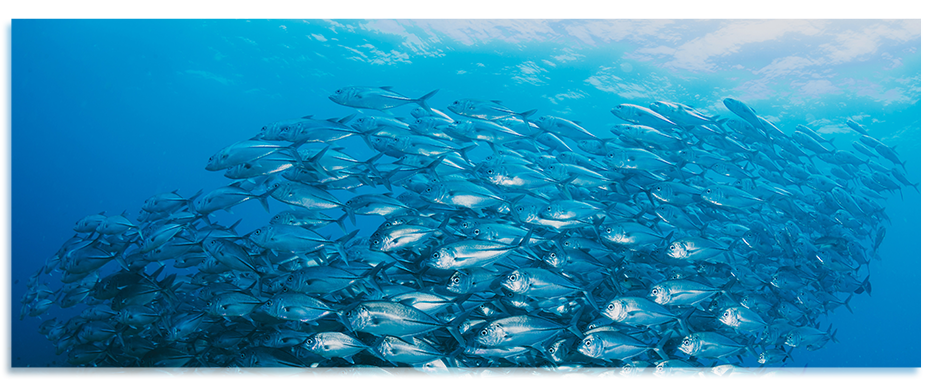🐟 Omega-3 nyní se slevou 20 %